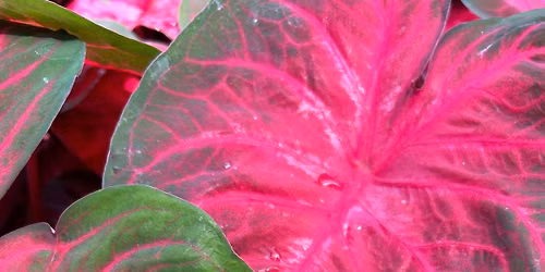 Plant Camp - How to Transplant Calladiums & Zigzag plants