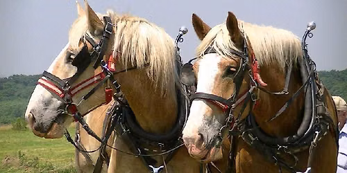 Iowa State Fair, Farm team classes