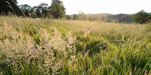 Community Action for Rewilding 