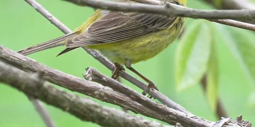 Birdwatching for Beginners
