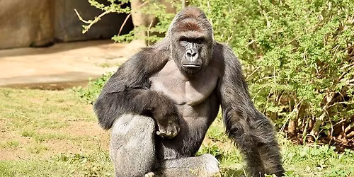 Vancouver 10th Anniversary Harambe March and Candlelight Vigil