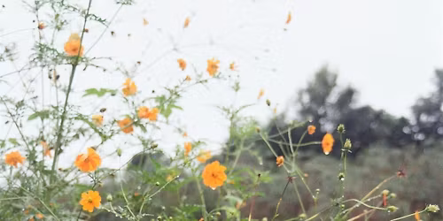 Getting Started with your Botanical Dyes Garden