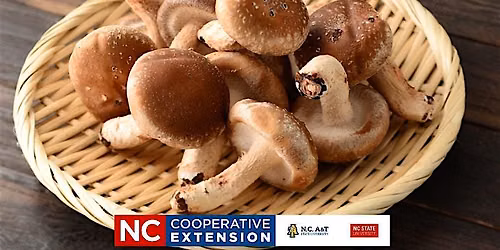 Home Grown Edible Mushrooms