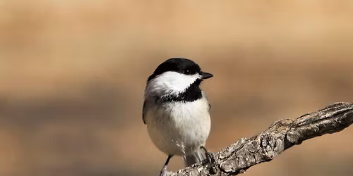 Birding with Champlain Area Trails