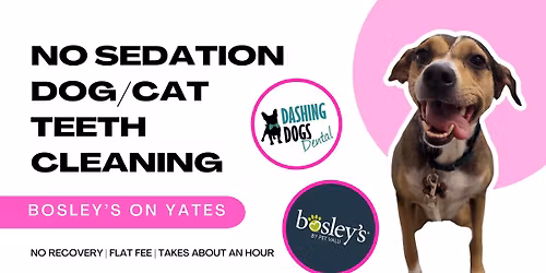 Dog\/Cat Teeth Cleaning - Victoria