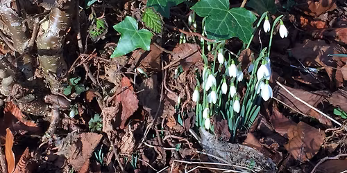 A Celebration of the Celtic Festival of Imbolc - with Gillian Alexander