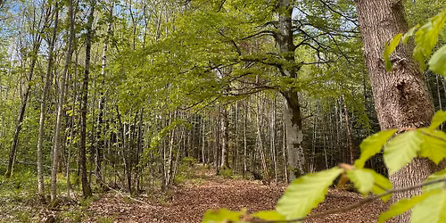 Liv i skogen
