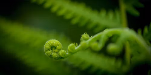Nature Photo Walks