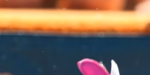 NADD JUMP INTO JUNE wed17, 18,19,20