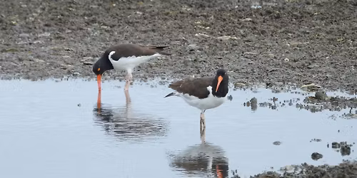 May Bird Walk at Lighthouse Inlet Heritage Preserve (Folly Beach)