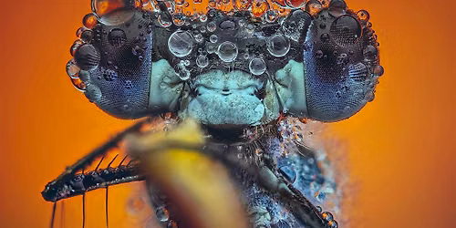 Stewart Wood | Focus Stacking Fundamentals for Macro Photography