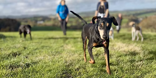 Waggy Walk at Ridgetop Park