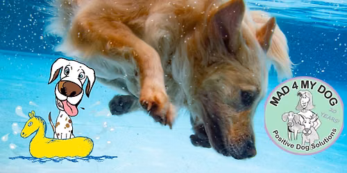 Drool in the Pool 