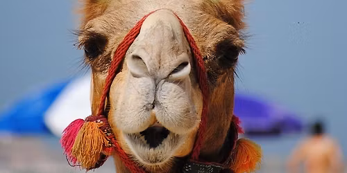 Belly Dance Heaven Winter Hafla - Saturday 6th December 2025