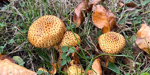 Nykobbel Horsevang - 8,8 km