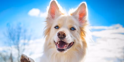 Skyhoundz Classic World Qualifier