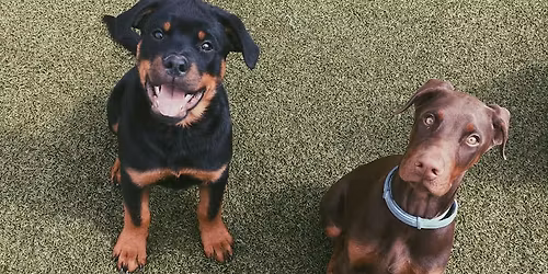 FREE Puppy Party - Murrysville