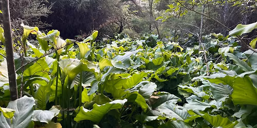 Accolage Boulevard playground - clearing Arum Lillies