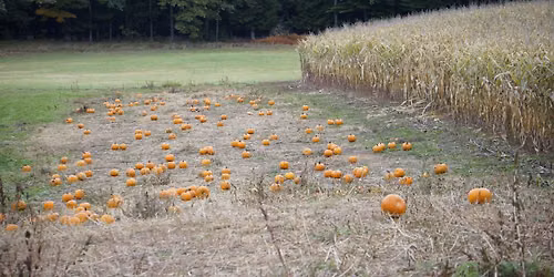 Corn Maze & Pumpkin Patch - 2 hour farm pass