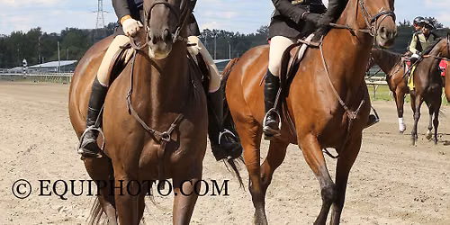 Thoroughbreds at Twilight