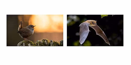 DLR Biodiversity Week Walk & Talk: Dusk Chorus & Bat Walk Marlay Park