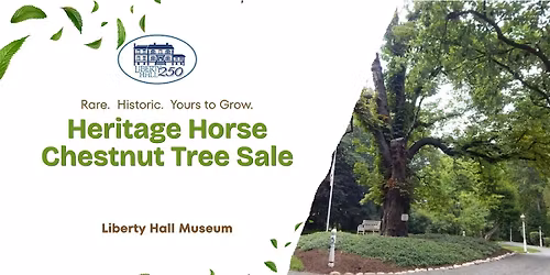 Heritage Horse Chestnut Tree Sale