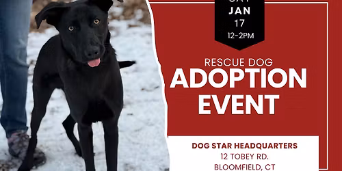 Adopt a Rescue Dog in Bloomfield CT