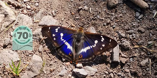 Wild Walk -  Purple Emperor Walk at Cloud Wood