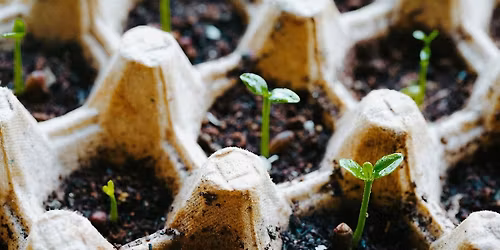 Seed Starting Basics