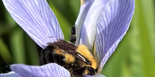 Pollinator Walk\/Sit and Talk