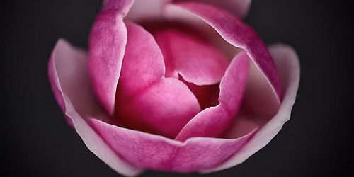 Springs Preserve Macro Workshop with Nikon Ambassador Joey Terrill
