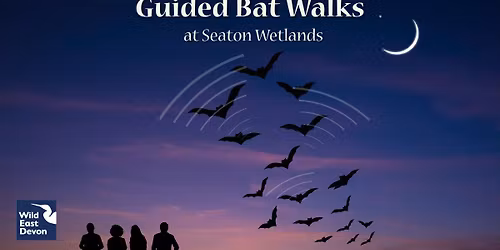 Guided Bat Walk