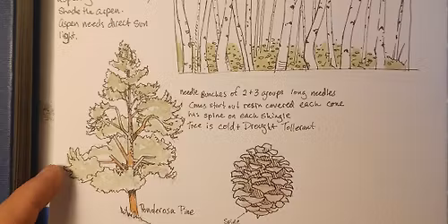 A Beginner\u2019s Guide to Drawing Trees with Jason Poole