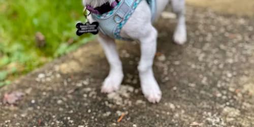 Adoption Event at Pet Adventure!