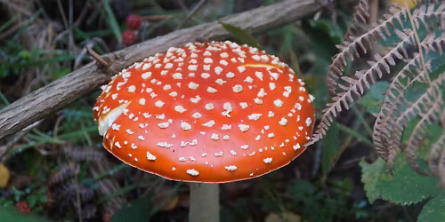 Discover the Hidden Fungi of Studland: Guided walk with Andy Knott 