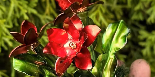 Copper class - Christmas cactus at The Vineyard at Hershey