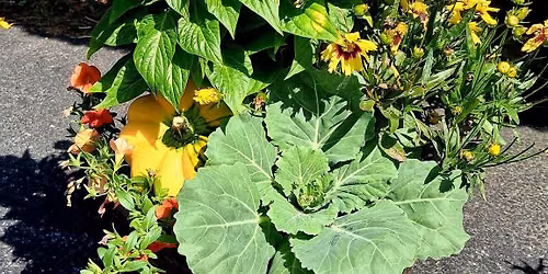 Fall Planter Class