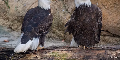 Veteran's Day - FREE admission for military