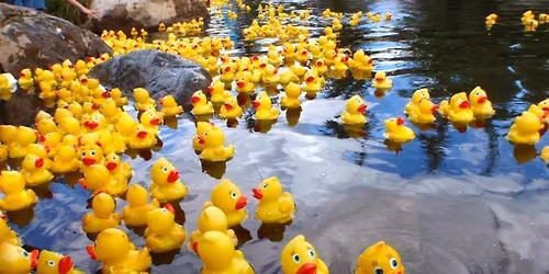 Annual Duck Race @ The Mill Dam