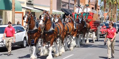 Clydesdales Return to El Paseo!