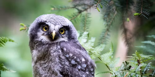 Abendspaziergang im Tierpark Hexentanzplatz