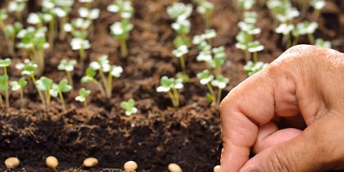 Starting Seeds-Sow It Begins