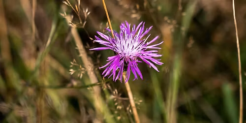 Botanische Exkursion  Lochmoos: B\u00e4ume und Str\u00e4ucher
