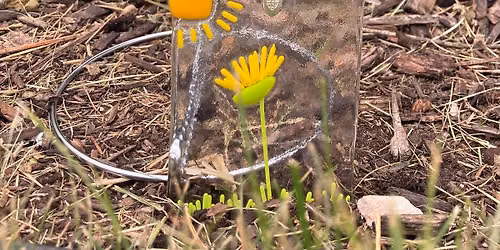 July Art Activity Day - Dandy Dandelions
