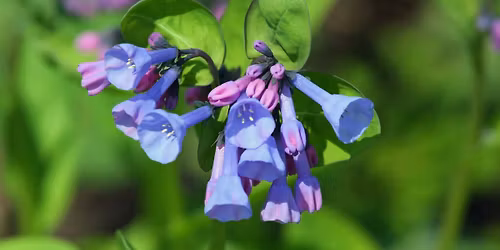 Spring Wildflower Hike 