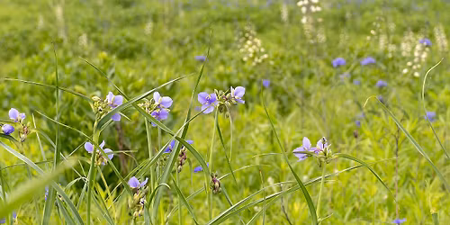 Woodland, Savanna, and Prairie Gardens Tour