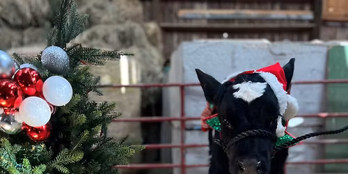 FREE Holiday Milk A Cow and Kiss A Calf