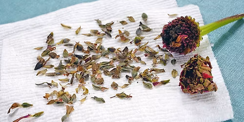 Seed Saving Workshop for Beginners