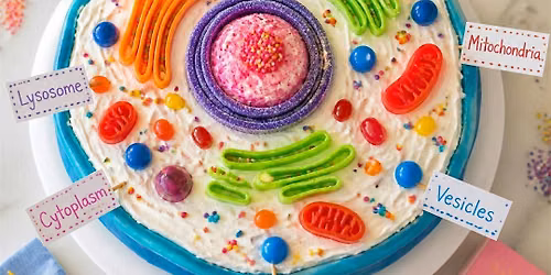 Hands-On STEM Workshop: Build an Edible Plant & Animal - FREE