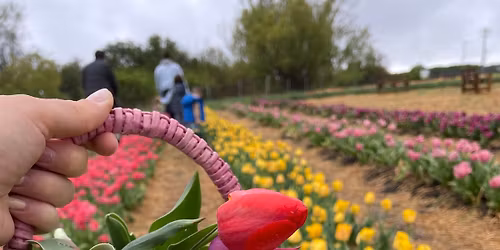 Tulip\u00e1nsz\u00fcret - TulipGarden M\u00e1traalja